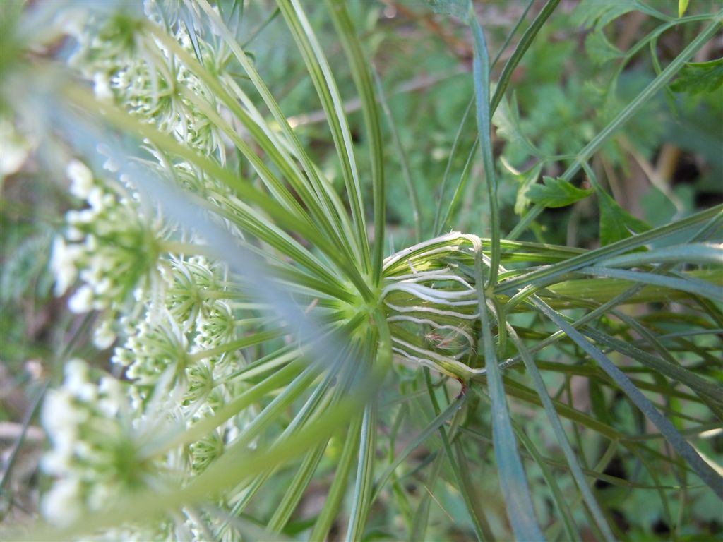 Daucus carota s.l. / Carota selvatica